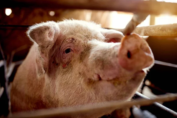 Schmutziges Schweinchen auf Bauernhof — Stockfoto