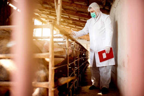 Veterinário que examina a suinicultura — Fotografia de Stock