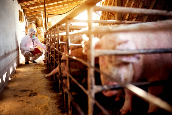 Veterinario examinando granja porcina — Foto de Stock