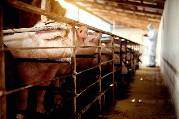 Vétérinaire examinant une exploitation porcine — Photo