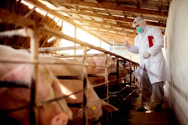 Veterinarian examining pig farm — Stock Photo, Image