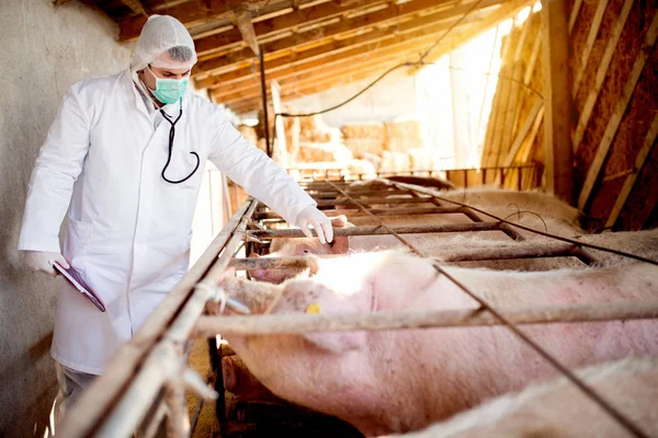 Veterinário que examina a suinicultura — Fotografia de Stock