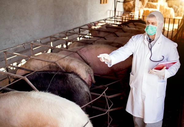 Veterinário que examina a suinicultura — Fotografia de Stock