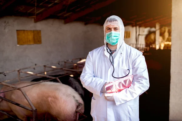 Veterinario examinando granja porcina —  Fotos de Stock