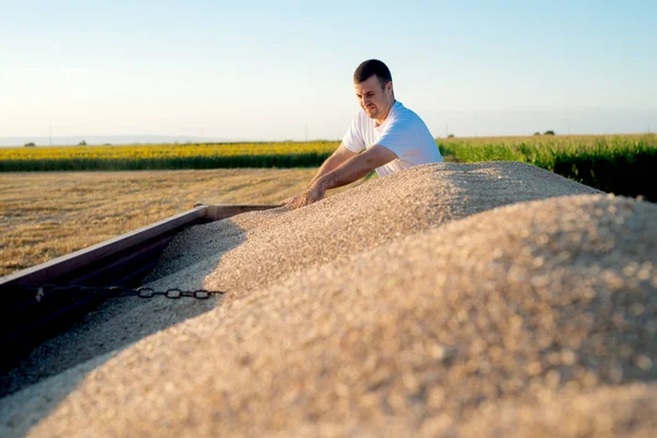Agricultor que verifica a qualidade do trigo — Fotografia de Stock