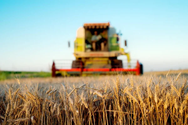 Buğday hasat birleştirmek — Stok fotoğraf