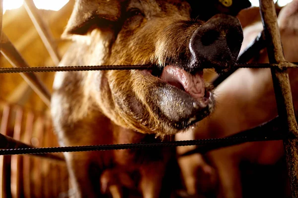 Dirty piggy on farm — Stock Photo, Image