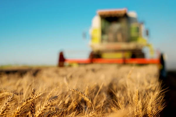 Combinar la cosecha de trigo — Foto de Stock