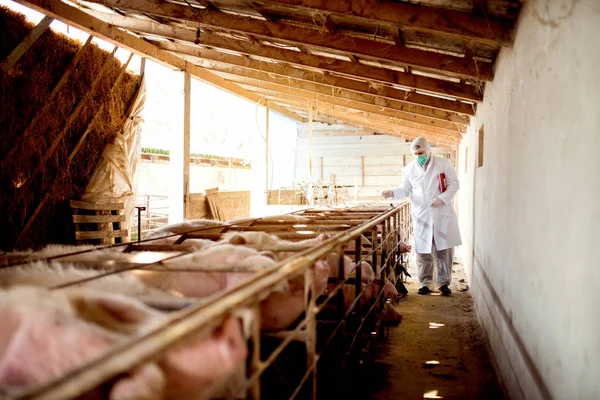 Dokter hewan memeriksa peternakan babi. — Stok Foto