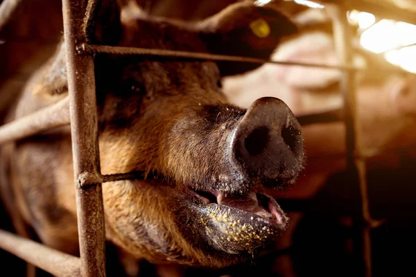 Cerdo sucio en la granja —  Fotos de Stock
