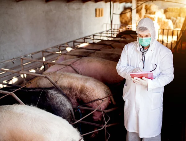 Állatorvos vizsgálata sertés farm — Stock Fotó