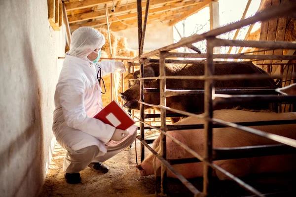 Vétérinaire examinant une exploitation porcine — Photo