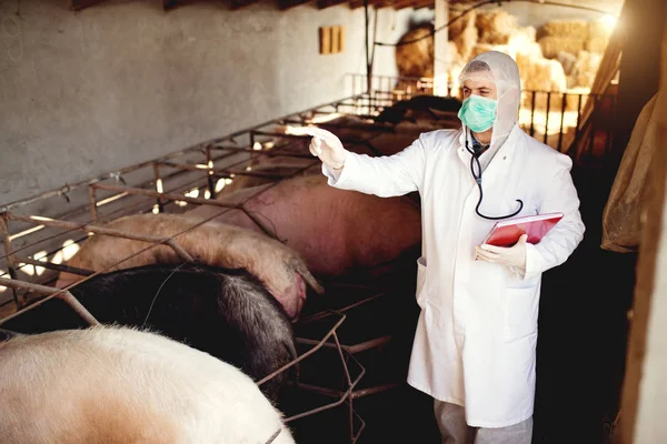 Veterinario examinando granja porcina —  Fotos de Stock