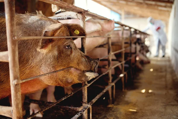 Hongerige varkens wachten op eten — Stockfoto