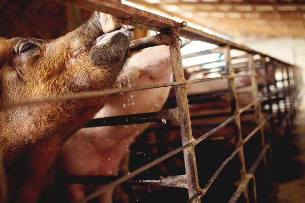 Hungry pigs waiting for food — Stock Photo, Image