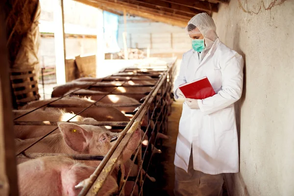 Veterinário que examina a suinicultura — Fotografia de Stock