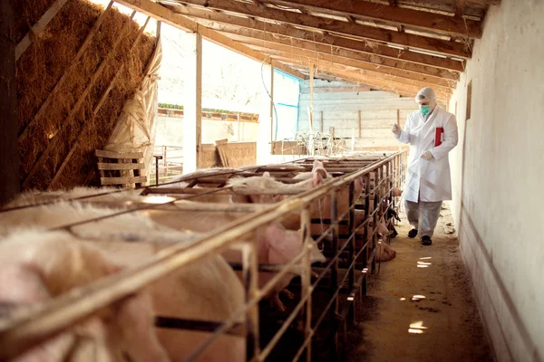 Veterinarian examining pig farm — Stock Photo, Image