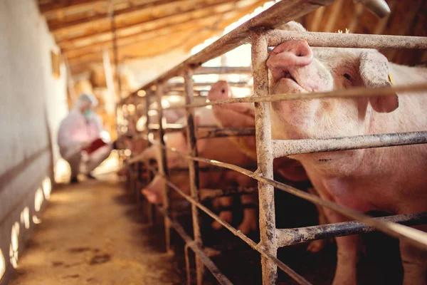 Veteriner muayene domuz çiftliği — Stok fotoğraf