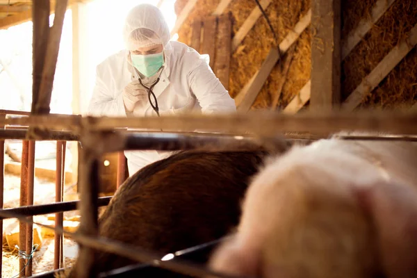 Veterinario examinando granja porcina —  Fotos de Stock