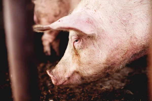 Свиньи на ферме ждут еды — стоковое фото