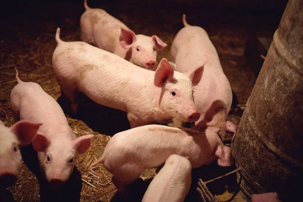Schweine auf Bauernhof warten auf Mahlzeit — Stockfoto