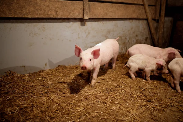 Cerdos en la granja esperando comida — Foto de Stock