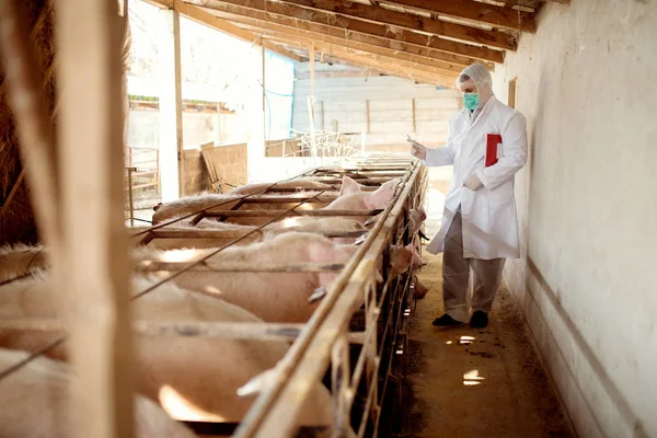 Veterinarian examining pig farm — Stock Photo, Image