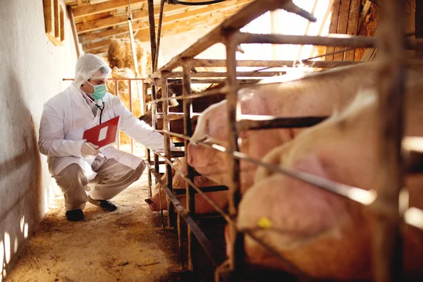 수 의사 시험 돼지 농장 — 스톡 사진