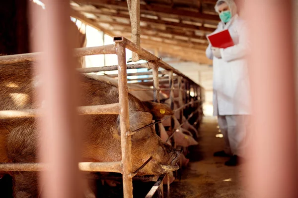 Veterinarian examining pig farm — Stock Photo, Image