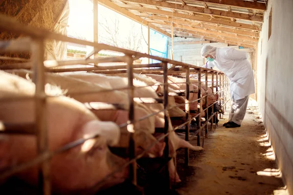 Veterinario examinando granja porcina — Foto de Stock