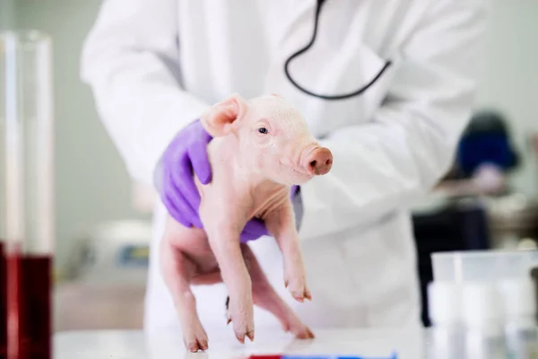 猪在实验室检查 — 图库照片