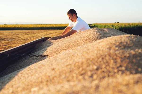 Agricultor que verifica a qualidade do trigo — Fotografia de Stock