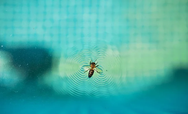 Arı su yüzeyinde yüzen — Stok fotoğraf