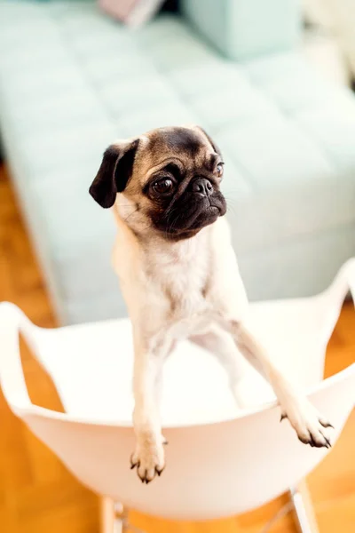 Mops Hund steht auf Stuhl — Stockfoto