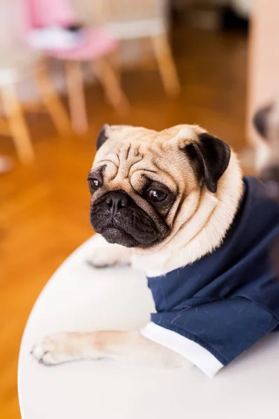 Nahaufnahme Porträt Des Gekleideten Chinesischen Faltigen Mops — Stockfoto