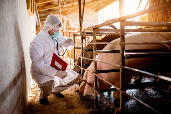 Veterinary checking pigs — Stock Photo, Image