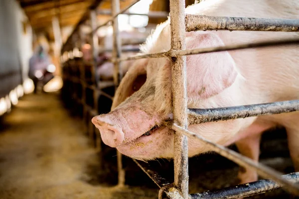 Cerdo tratando de comer bar —  Fotos de Stock