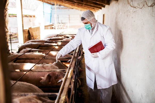 Dokter hewan memeriksa babi — Stok Foto