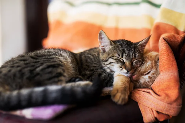 眠っているフワフワした猫 — ストック写真