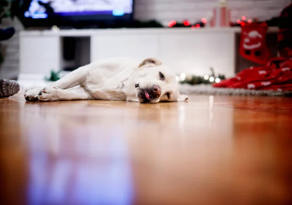 Labrador Retriever Hund auf dem Boden — Stockfoto