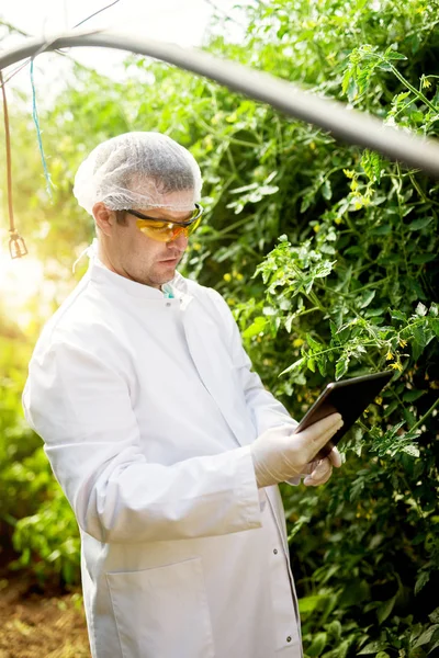 Фермер с помощью цифрового планшета в теплице — стоковое фото