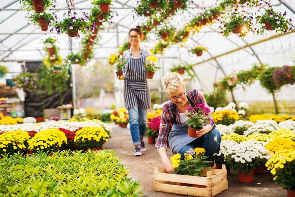 Vrouwelijke Tuinmannen en Hoveniers in broeikasgassen — Stockfoto