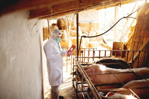 Veterinaire controle varkens — Stockfoto