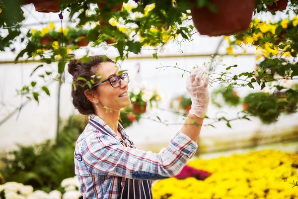 Vrouwelijke tuinman in kas — Stockfoto