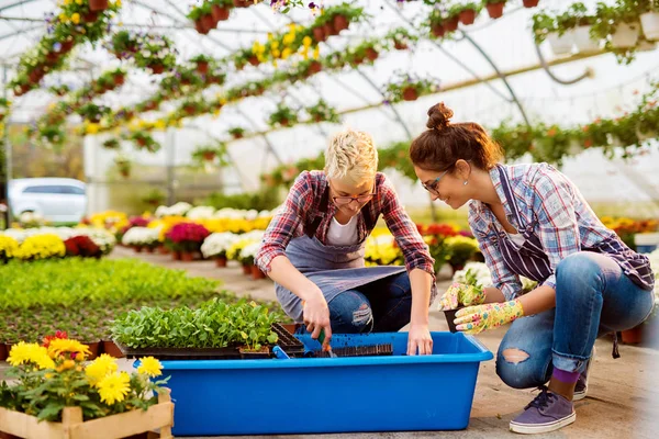 Deux Belles Jeunes Jardinières Professionnelles Travaillant Dans Une Serre Moderne — Photo