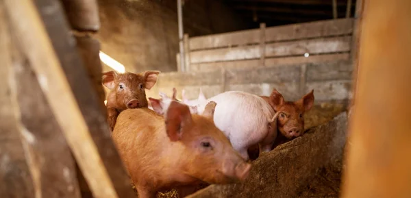 Primer Plano Lindos Lechones Pequeños Comiendo Pocilga — Foto de Stock