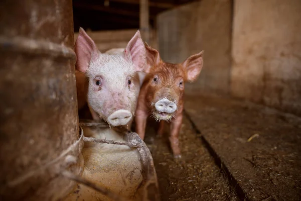 Nahaufnahme Von Niedlichen Kleinen Ferkeln Die Schweinestall Essen — Stockfoto