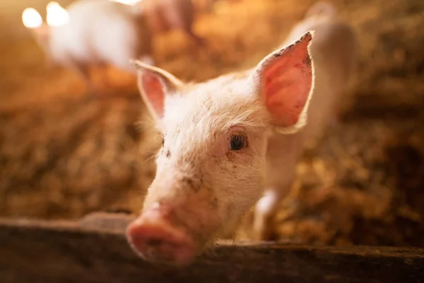 마구간에 귀여운 돼지의 — 스톡 사진