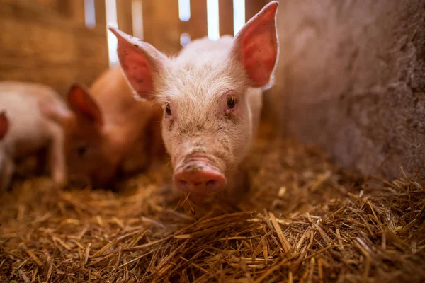 Primer Plano Pequeño Lechón Lindo Pocilga — Foto de Stock