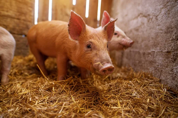 Primer Plano Pequeño Lechón Lindo Pocilga —  Fotos de Stock